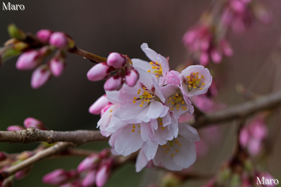 近衛邸跡の糸桜（枝垂桜） 開花確認 京都御苑 2015年3月19日 雨後