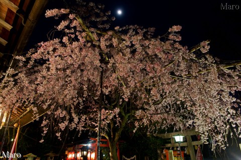 京都の桜 水火天満宮で夜桜観賞 枝垂桜と月見 全体的に満開 2015年3月31日