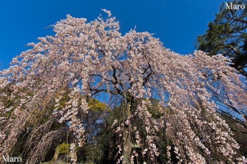 京都の桜 京都御苑 出水のイトザクラ（糸桜） 枝垂桜 京都市上京区 2015年3月26日