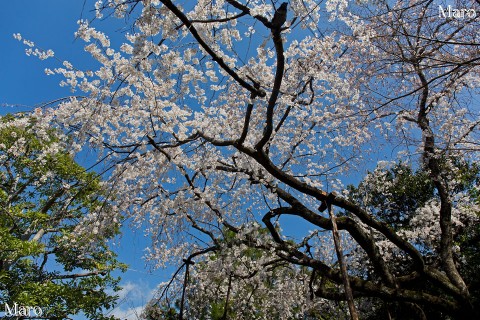 京都の桜 車折神社 渓仙桜 枝垂桜 京都市右京区 2015年3月26日