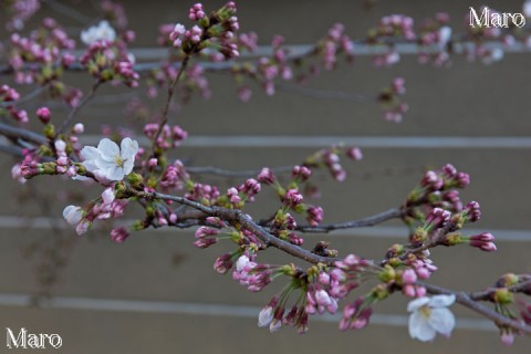 京都 ソメイヨシノ（さくら） 2015年3月27日 開花宣言 京都市上京区