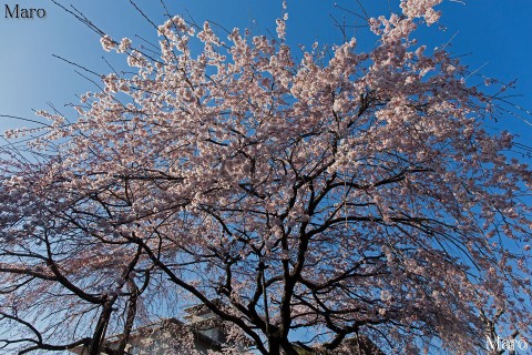 京都の桜 平安女学院大学 有栖館（有栖川宮旧邸）の枝垂桜 満開 2015年3月26日