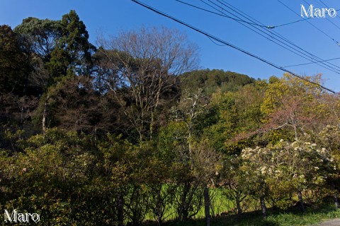 「大田ノ沢」越しに大田神社の裏山（大田の小径）を見上げる 2015年3月
