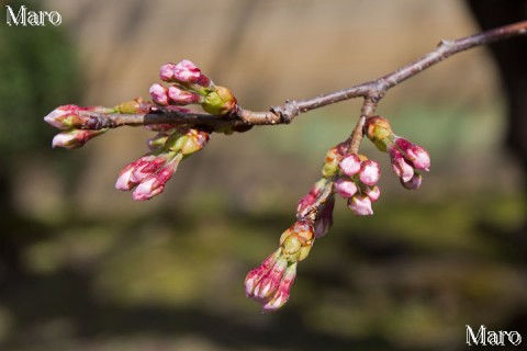 ソメイヨシノ（さくら）の開花状況 未開花 京都市上京区 2015年3月25日