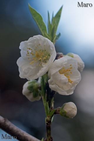 ハナモモ（花桃） 開花確認 京都御苑 桃林 2015年3月19日 雨後