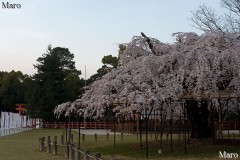 京都の桜 上賀茂神社 御所桜 枝垂桜 満開 日没時 2015年3月31日