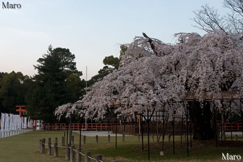 京都の桜 上賀茂神社 御所桜 枝垂桜 満開 日没時 2015年3月31日