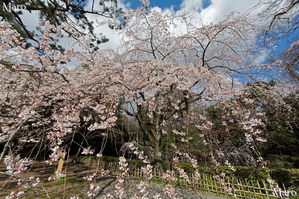 京都の桜 京都御苑 「近衛邸跡」のイトザクラ（糸桜） 枝垂桜 2015年3月25日