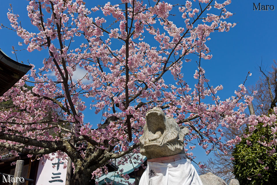 京都の桜 法輪寺（嵐山虚空蔵）のカンザクラ（寒桜）と駒虎 2015年3月