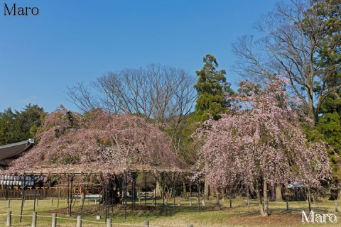 京都の桜 上賀茂神社 御所桜 枝垂桜 つぼみ多し 2015年3月28日