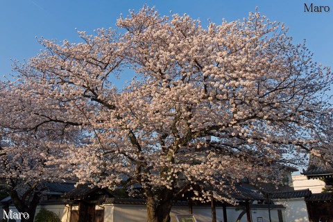 京都の桜 本隆寺 ソメイヨシノ（さくら） 満開直前 京都市上京区 2015年3月31日