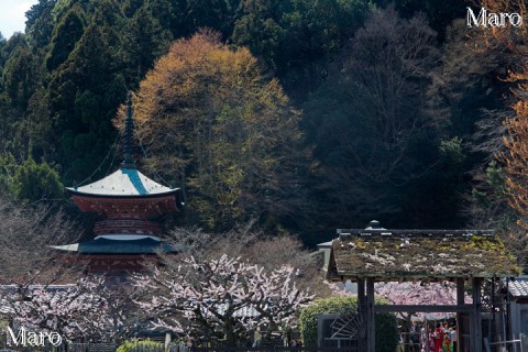 「十三まいり」でにぎわう法輪寺の境内と多宝塔 京都市西京区 2015年3月
