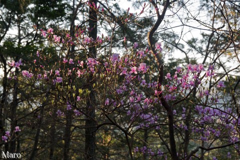 神宮寺山のミツバツツジ（三葉躑躅） 開花直後 上賀茂 2015年3月