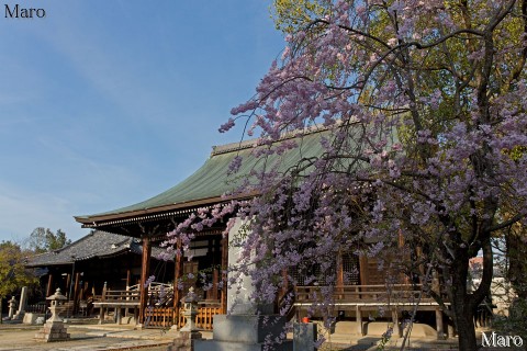 京都の桜 妙顕寺 八重紅枝垂と三菩薩堂 京都市上京区 2015年4月8日