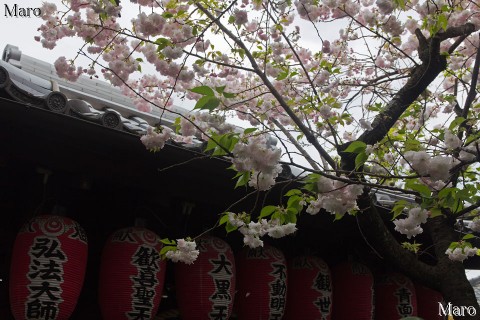 京都の桜 「西陣聖天宮」雨宝院 ショウゲツ 満開 京都市上京区 2015年4月17日