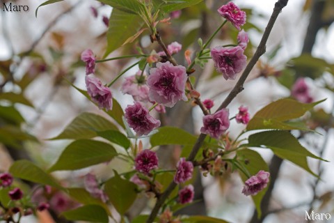 京都の桜 千本ゑんま堂 ニソンインフゲンゾウ（二尊院普賢象） 咲き始めで半開 2015年4月16日