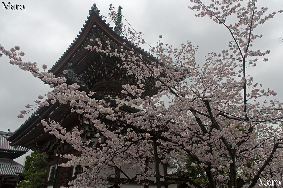 京都の桜 本法寺 多宝塔と満開のソメイヨシノ（さくら） 雨の満開宣言 2015年4月1日