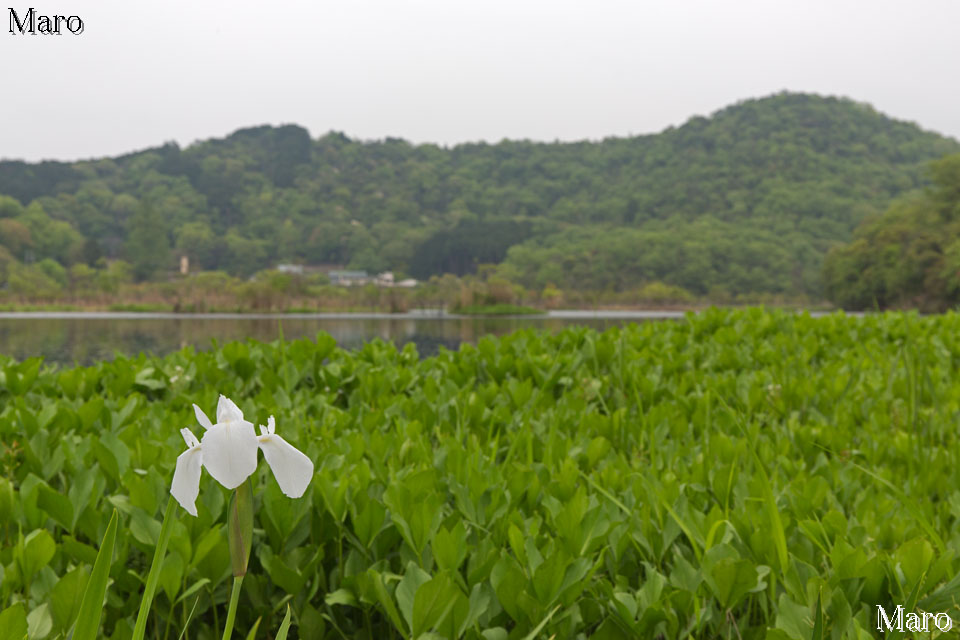 白いカキツバタが咲く深泥池と裏山たる179m峰 京都市北区・左京区 2015年4月