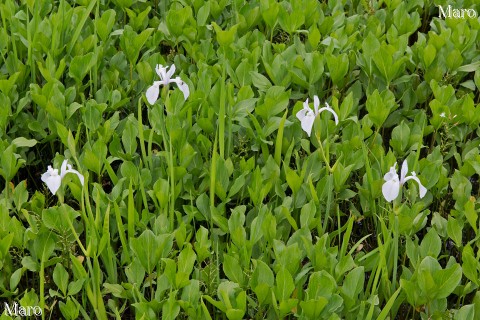 深泥池 カキツバタ（杜若）の白花 京都市北区上賀茂 2015年4月