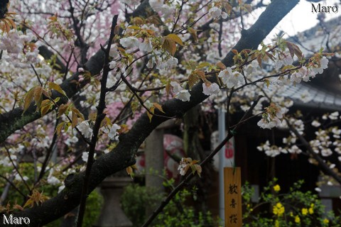 京都の桜 雨の雨宝院（西陣聖天宮） 歓喜桜 おおむね見頃 2015年4月5日