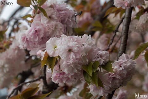 京都の桜 色変わりが進むフゲンゾウ（普賢象） 千本ゑんま堂 八重桜 2015年4月16日