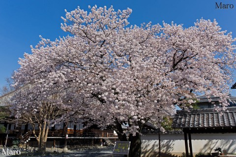 京都の桜 本隆寺 本堂とソメイヨシノ（染井吉野） 九分咲き以上で満開 2015年4月2日