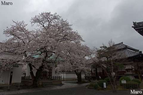 京都の桜 本隆寺 祖師堂と満開のソメイヨシノ（さくら） 雨の満開宣言 2015年4月1日