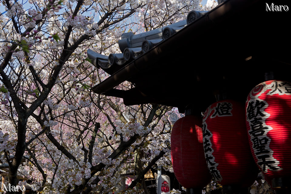 京都の桜 雨宝院（西陣聖天宮） 満開の歓喜桜と八重紅枝垂 2015年4月8日