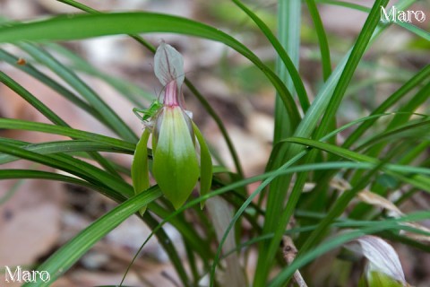 草むらに咲くシュンラン 花とツユムシ類の幼虫 滋賀県 2015年4月