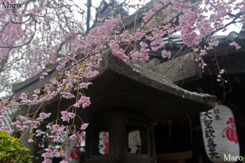 京都の桜 雨の雨宝院（西陣聖天宮） 八重紅枝垂と本堂（歓喜天堂） 満開 2015年4月