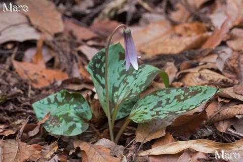 カタクリ（片栗）の花 4枚葉 日没時で閉花 京都北山 2015年4月