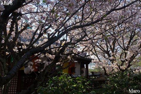 京都の桜 雨宝院（西陣聖天宮） 満開の観音桜と観音堂 2015年4月8日