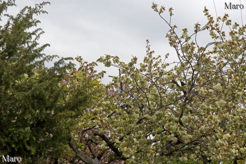 京都の桜 「西陣聖天宮」雨宝院 ギョイコウ 満開 京都市上京区 2015年4月17日