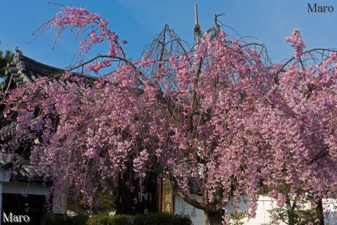 京都の桜 妙顕寺 満開の八重紅枝垂と大門 京都市上京区 2015年4月8日