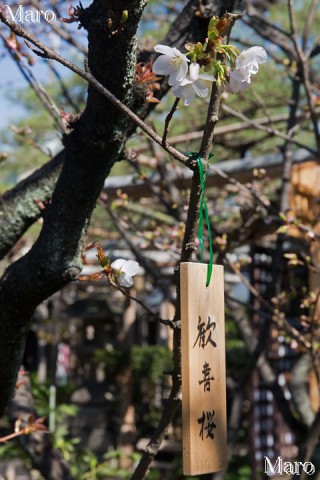 京都の桜 雨宝院（西陣聖天宮） 歓喜桜 開花確認 2015年4月2日