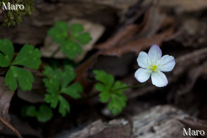 ニリンソウ（二輪草） 薄いピンク色の花被片 京都北山 2015年4月