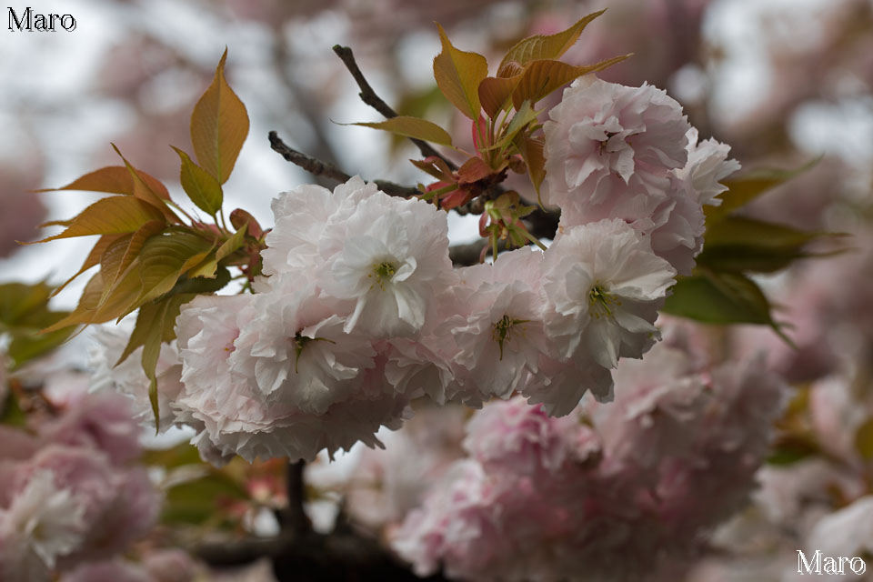京都の桜 千本ゑんま堂 フゲンゾウ（普賢象） 2本の葉化雌ずい 2015年4月16日