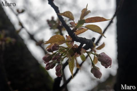 京都の桜 雨宝院 観音桜、歓喜桜の開花記録 雨中、開花迫る 2015年4月1日