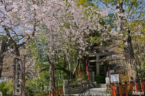 京都の桜 熊野若王子神社 京都東山 哲学の道 2015年4月2日