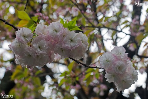 京都の桜 色変わりが進むショウゲツ（松月） 雨宝院 八重桜 2015年4月17日