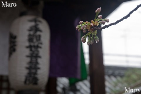京都の桜 雨宝院 観音堂と観音桜 雨中のつぼみ 京都市上京区 2015年4月1日