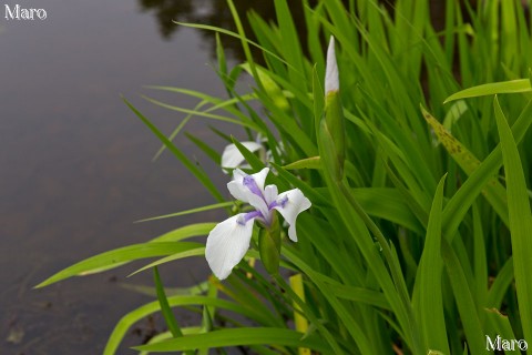 深泥池 カキツバタ 白色の花と蕾 京都市北区上賀茂 2015年4月