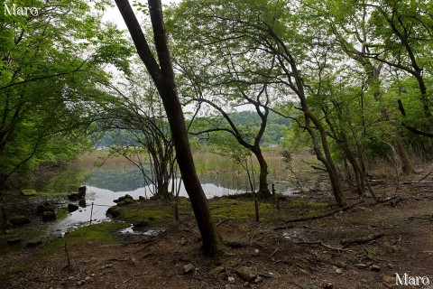 深泥池の外周トレイルコース 新緑の裏山ハイク 京都市北区・左京区 2015年4月