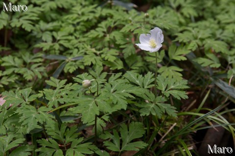 イチリンソウ（一輪草） 開花 キンポウゲ科 滋賀県 2015年4月