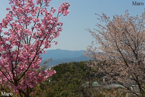 京都の桜 熊野若王子神社 「桜花苑」から愛宕山を望む ヨウコウとヤマザクラ 2015年4月