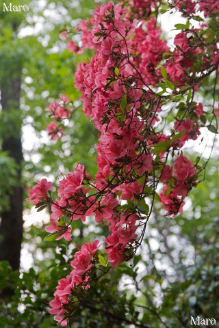 深泥池の裏山 ヤマツツジ（山躑躅） 赤色の花 京都市 2015年4月