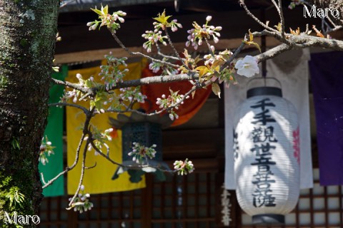 京都の桜 雨宝院（西陣聖天宮） 観音堂と観音桜 開花 2015年4月2日