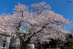 京都の桜 本隆寺 祖師堂とソメイヨシノ（染井吉野） 満開で今が盛り 2015年4月2日