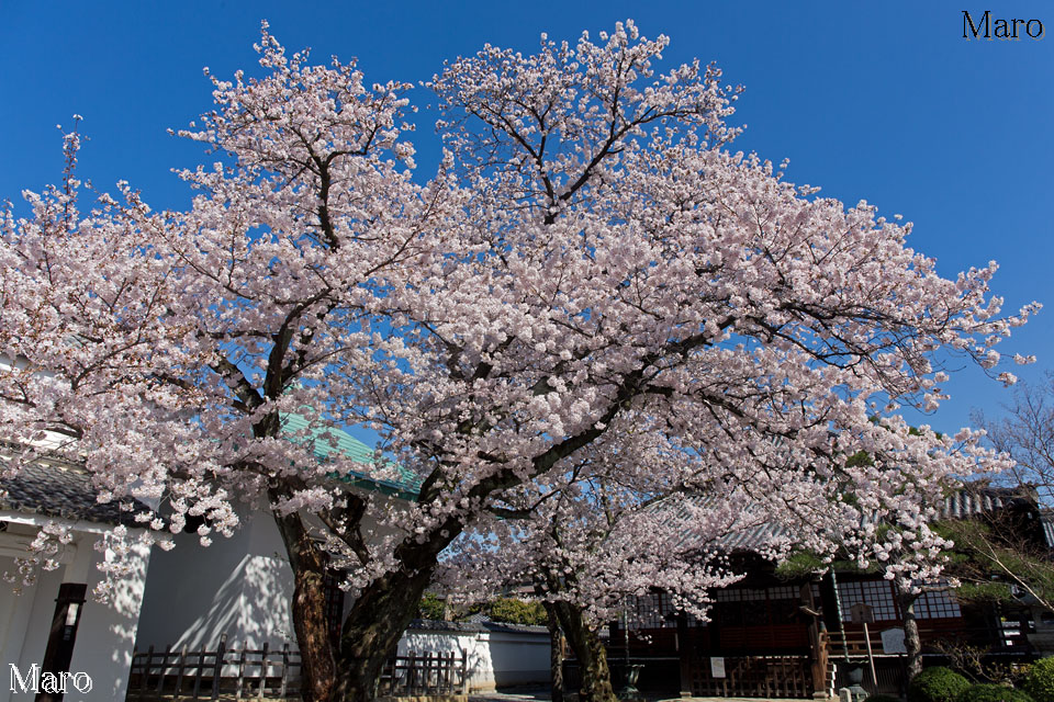 京都の桜 本隆寺 祖師堂とソメイヨシノ（染井吉野） 満開で今が盛り 2015年4月2日