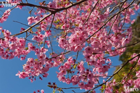 京都の桜 熊野若王子神社の「桜花苑」 ピンク色の桜 ヨウコウ（陽光） 2015年4月